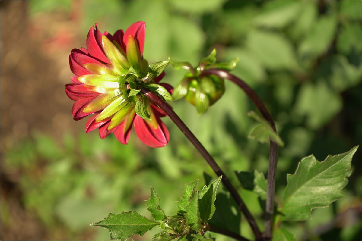 Mastandrea Angela Behind the Bloom Nature   Botanical   Class B 20260225